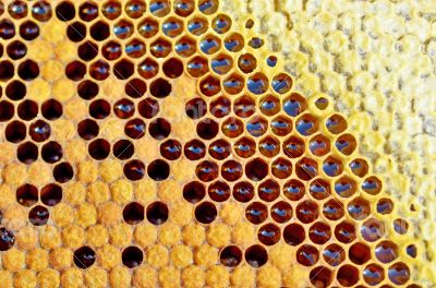 honey in honeycomb closeup