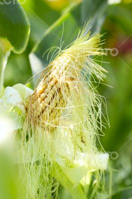Green ear of corn in a corn field.