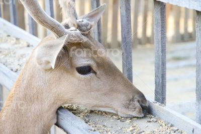 Young deer eating food from the feeder.
