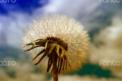 Dandelion