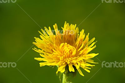 Dandelion
