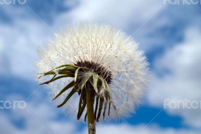 Dandelion