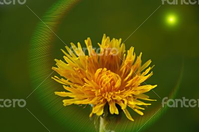 Dandelion