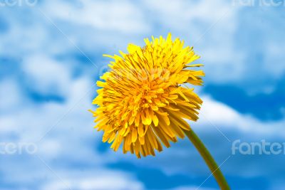 Dandelion