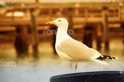 Seagull