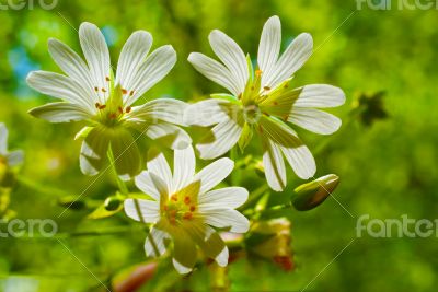 Spring Flowers