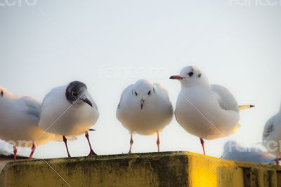 Gulls