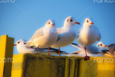 Gulls
