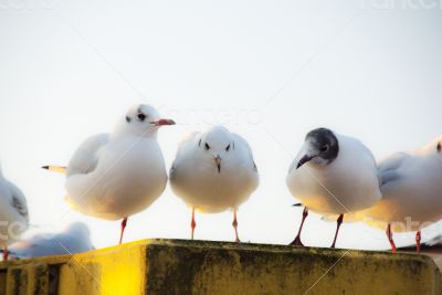 Gulls