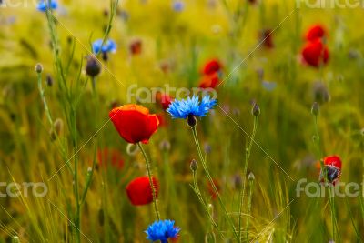 Spring Flowers