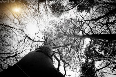 Deciduous Forest 