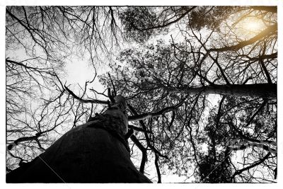 Deciduous Forest 