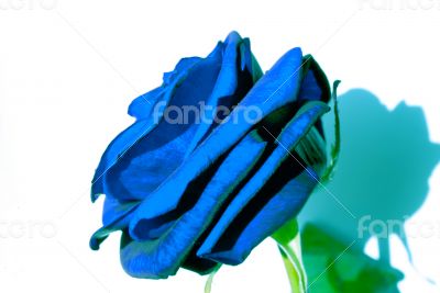 Blue Rose