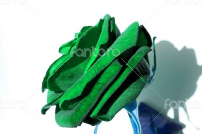 Green Rose