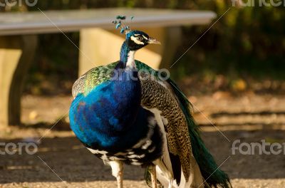 Peacock