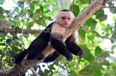 Monkey in Costa Rica