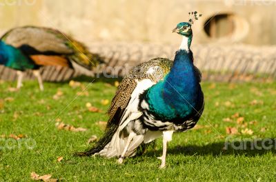 Peacock