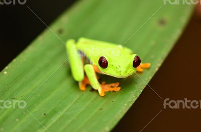 Red eyed tree frog