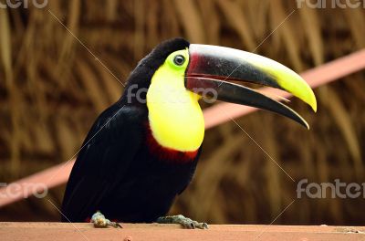Tucan in Costa Rica