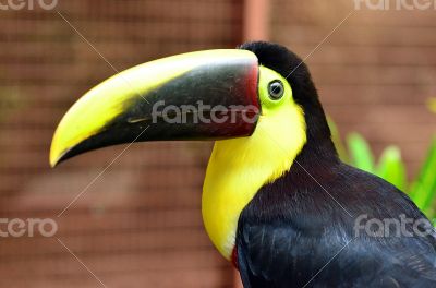 Tucan