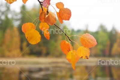 Yellow aspen leaf