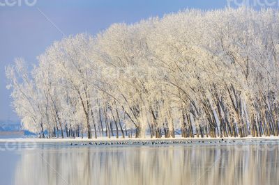 Frosty winter trees 