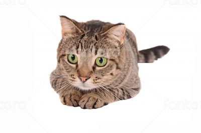 Green-eyed cat on White