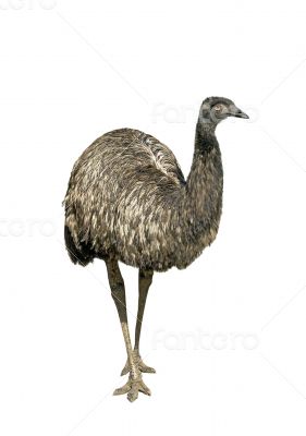 Ostrich