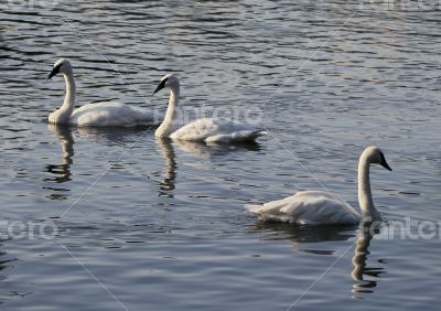 Three swans