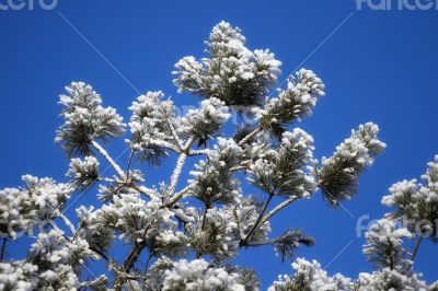 Pine-tree in winter