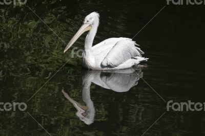 Swimming pelican