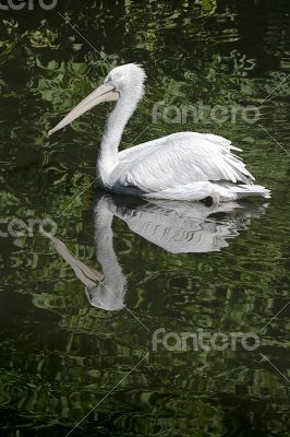 Swimming pelican