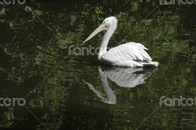 Swimming pelican