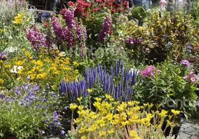 Flower market