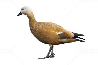 Ruddy sheldduck