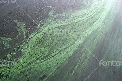 Water pollution