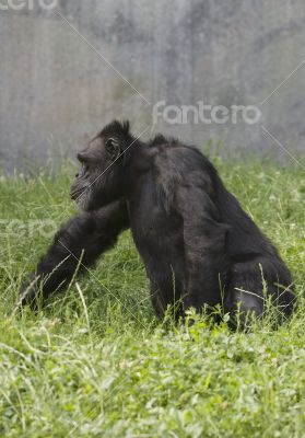 Black gorilla