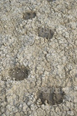 Sheep tracks