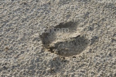 Sheep`s footprint