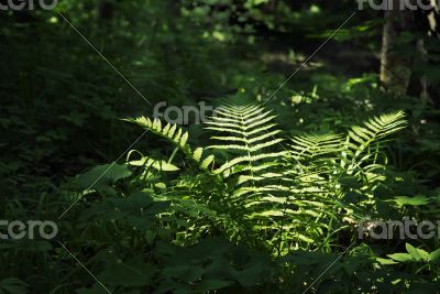 Fern in a dark forest