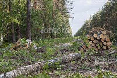 Clearing in a forest