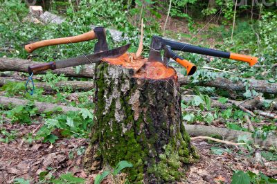 Several hatchets sticked in a tree stump