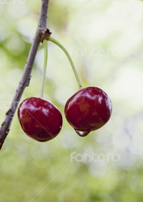 Cherries on a tree