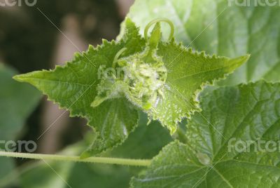 Cucumber sprout