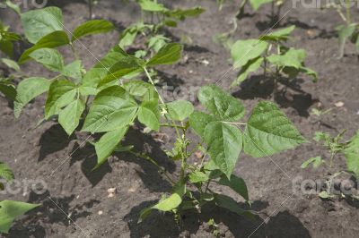 Sprouts of kidney beans