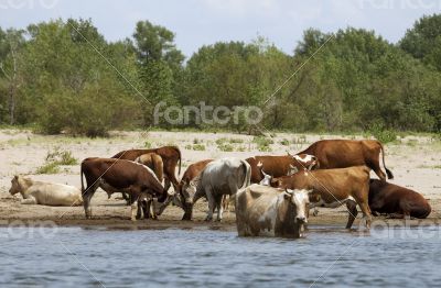 Cows at a riverbank