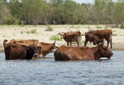 Cows at a riverbank