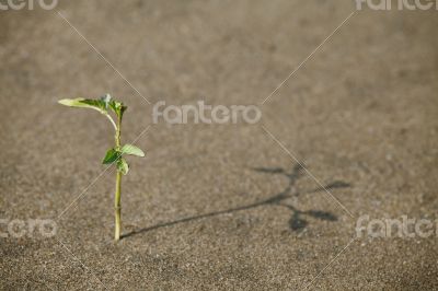 Sprout in the sand