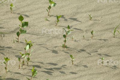 Sprouts in the sand