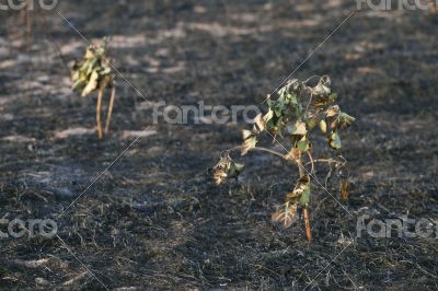 After the forest fire